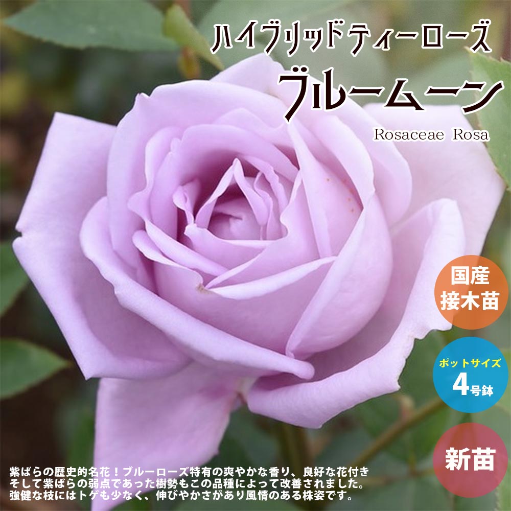 薔薇の苗 ブルームーン (大輪四季咲きハイブリッドティーローズ)【花苗新苗4号ポット 国産接ぎ木苗／1個売り】