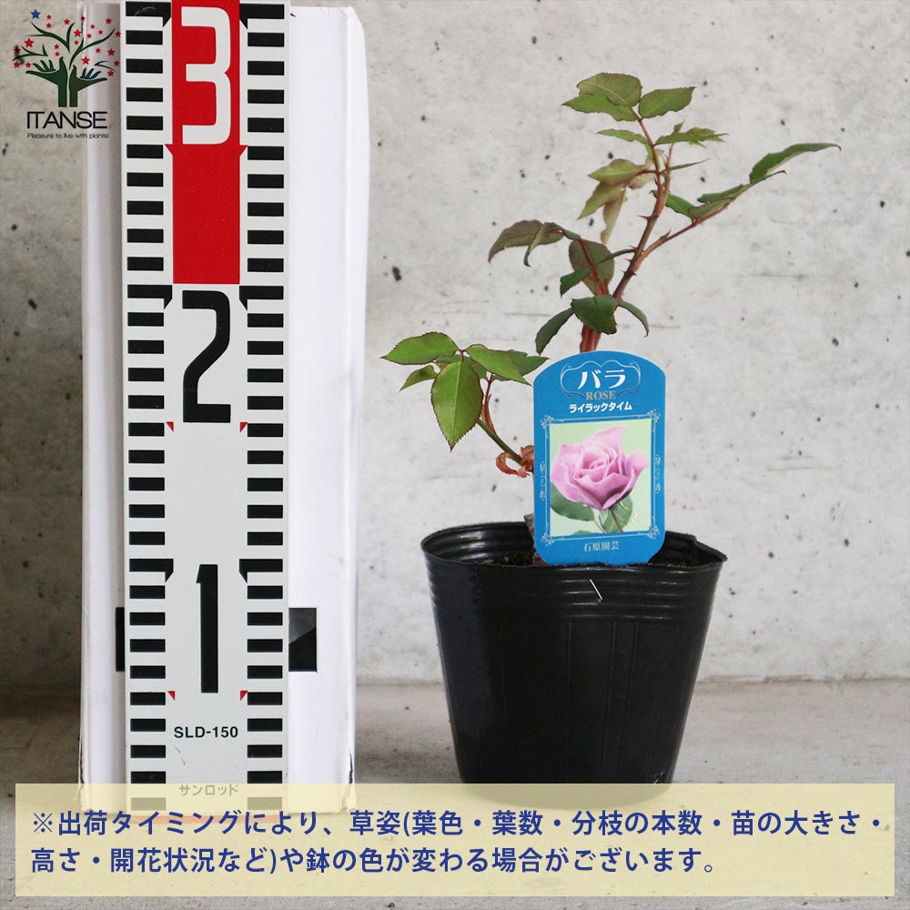 薔薇の苗 ライラックタイム (四季咲きハイブリッドティーローズ 薔薇の苗 ライラックタイム (四季咲きハイブリッドティーローズ