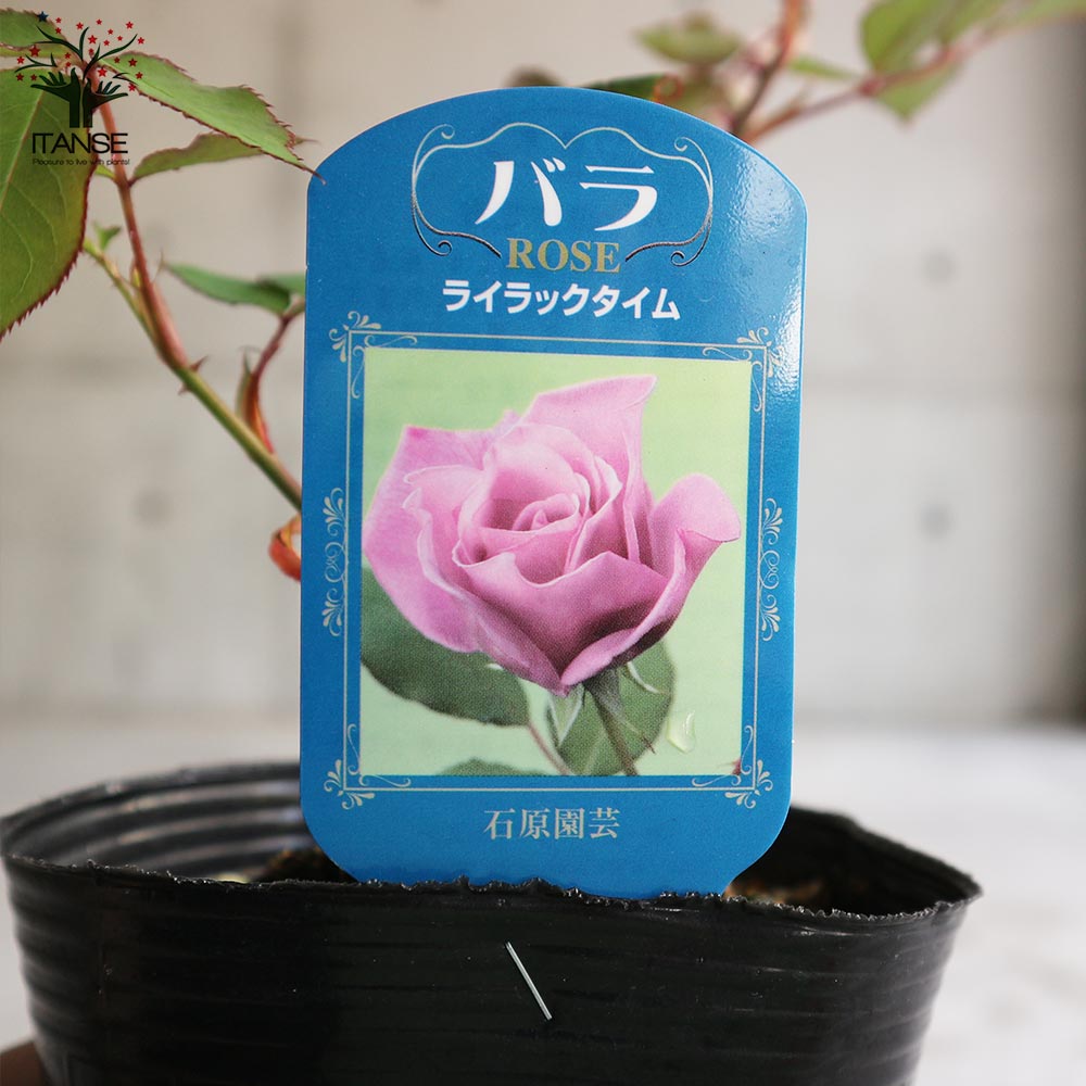 薔薇の苗 ライラックタイム (四季咲きハイブリッドティーローズ)【花苗