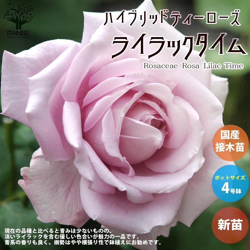 薔薇の苗 ライラックタイム (四季咲きハイブリッドティーローズ)【花苗新苗4号ポット 国産接ぎ木苗／1個売り】