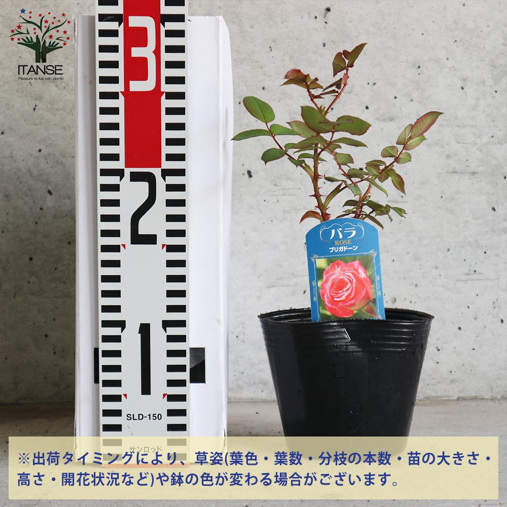 薔薇の苗 ブリガドーン (四季咲きハイブリッドティーローズ)【花苗新苗
