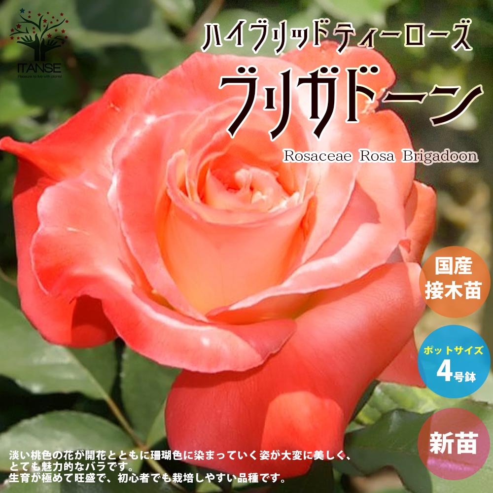 バラ苗 ER アンブリッジローズ 接木苗 強香 強健 4号ポット 薔薇 苗