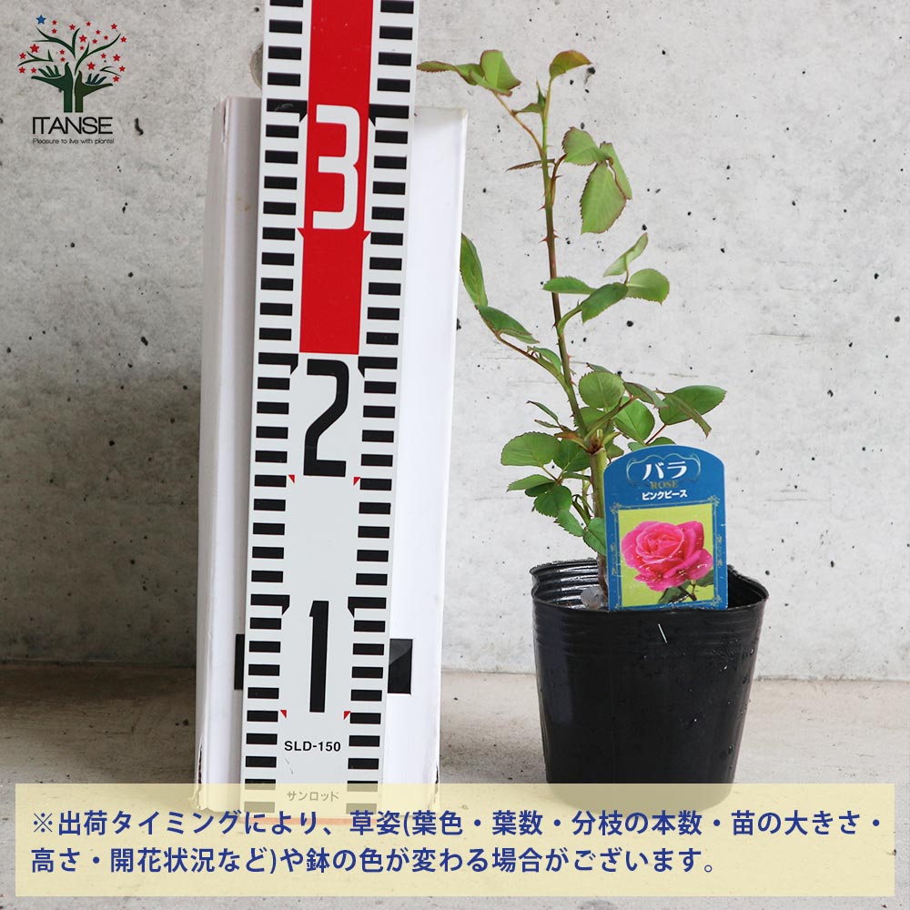 薔薇の苗 ピンクピース (四季咲きハイブリッドティーローズ)【花苗新苗