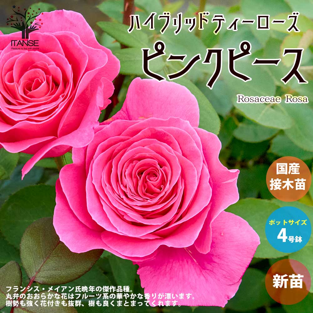 薔薇の苗 ピンクピース (四季咲きハイブリッドティーローズ)【花苗新苗