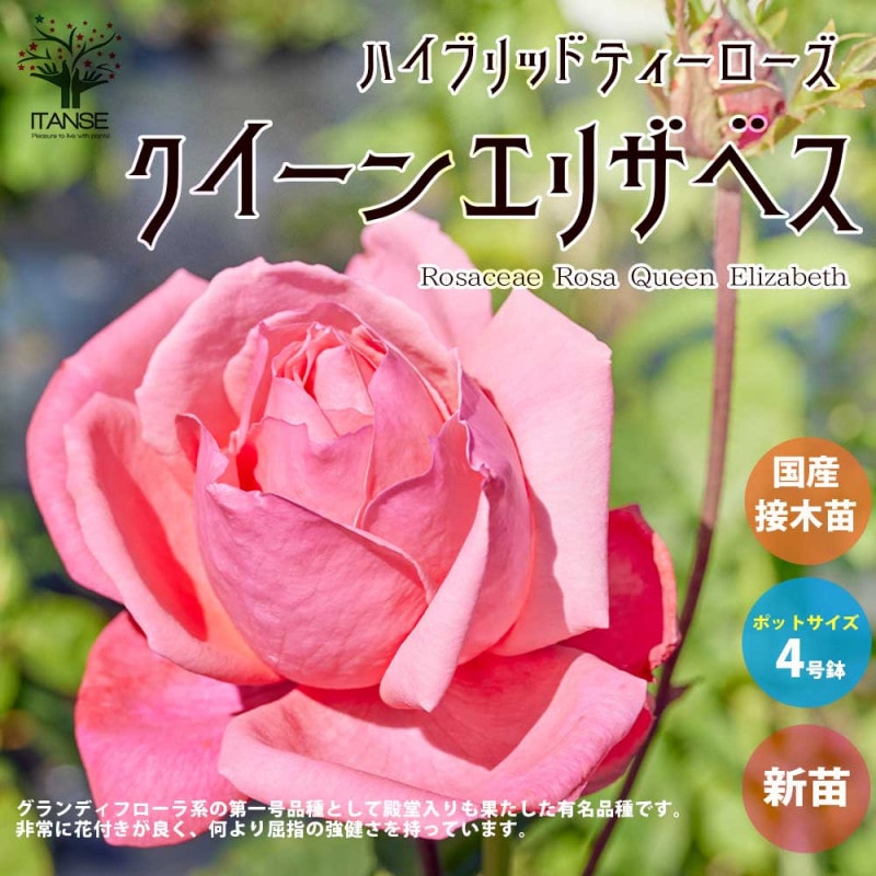 「ベティ」 切り花品種バラ苗　VICTORIAN WEDDIN♡Rose David Austin Roses - バラ苗, バラ鉢, イングリッシュローズ, つる