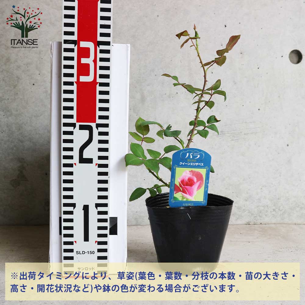 薔薇の苗 クイーンエリザベス (四季咲きハイブリッドティーローズ