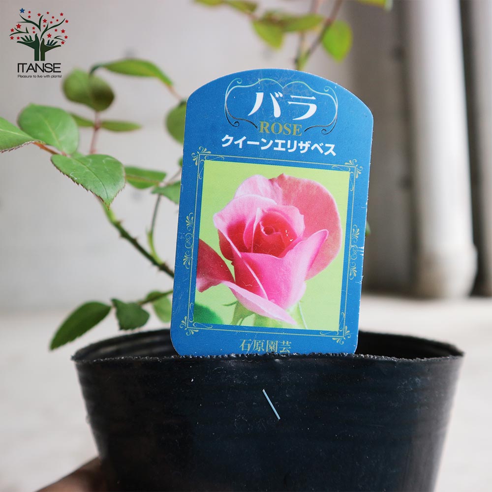 薔薇の苗 クイーンエリザベス (四季咲きハイブリッドティーローズ