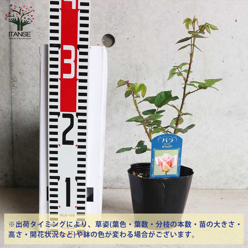 薔薇の苗 オフェリア (四季咲きハイブリッドティーローズ)【花苗新苗4