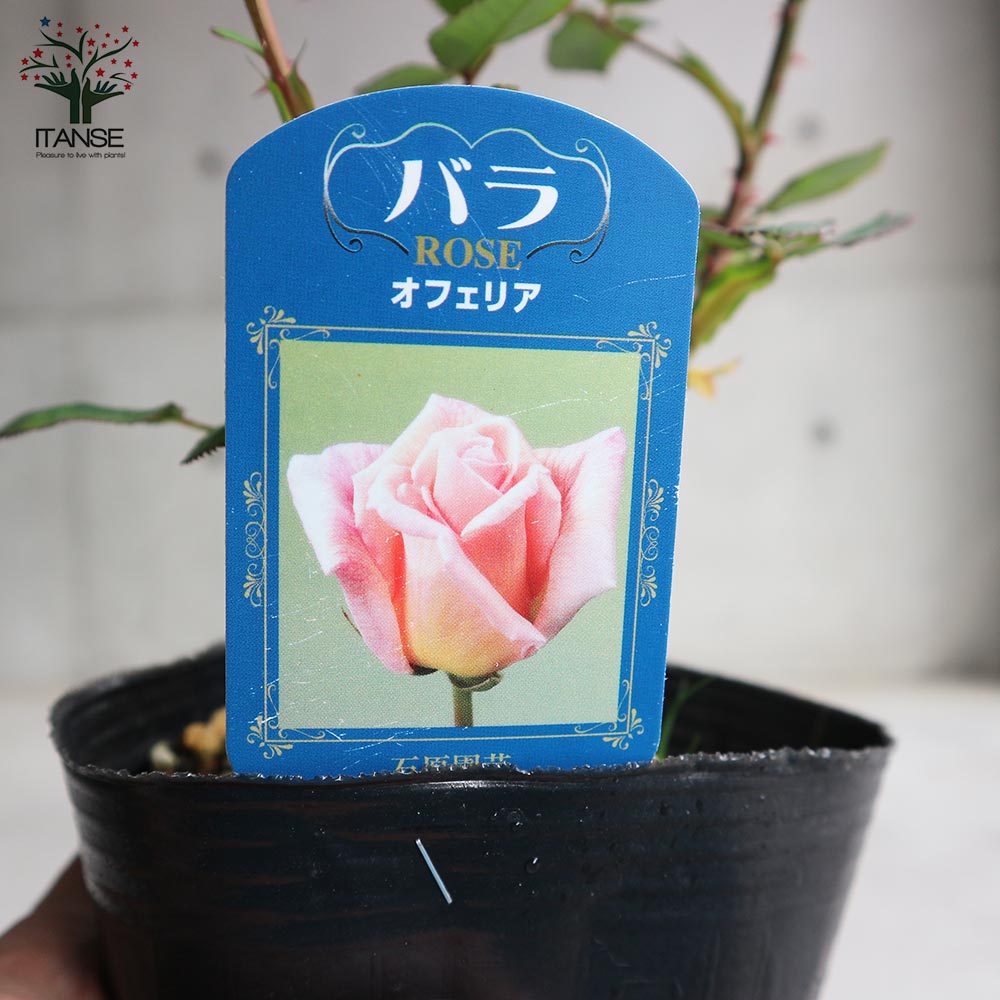 薔薇の苗 オフェリア (四季咲きハイブリッドティーローズ)【花苗新苗4