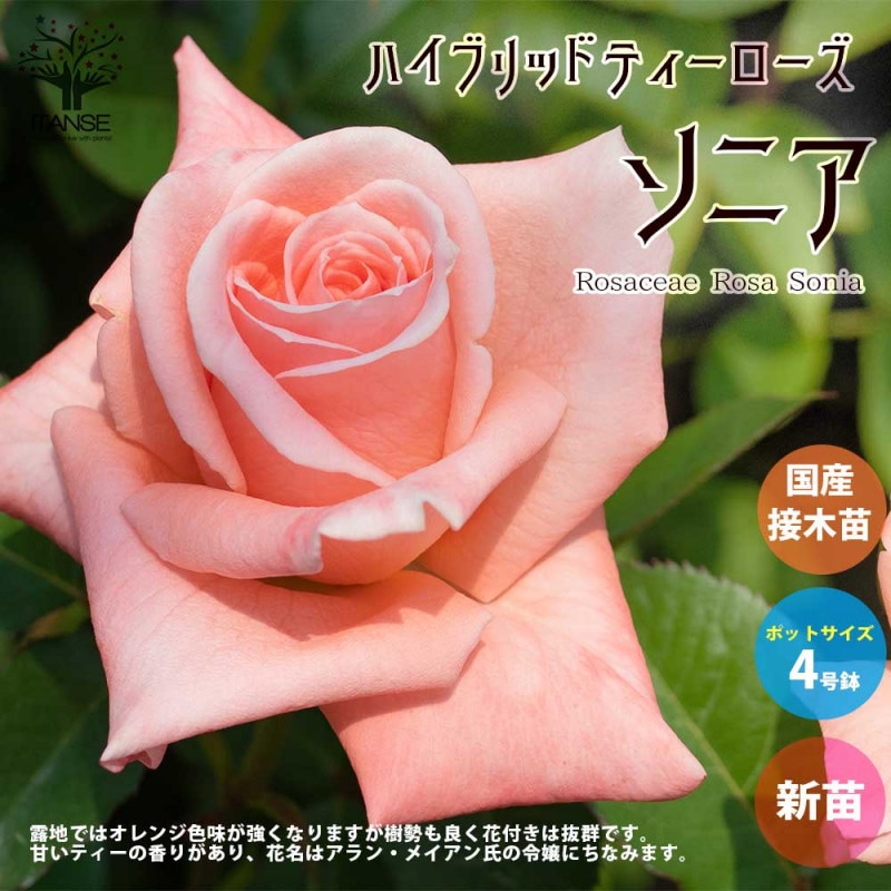 薔薇の苗 天津乙女 (四季咲きハイブリッドティーローズ)【花苗新苗4号