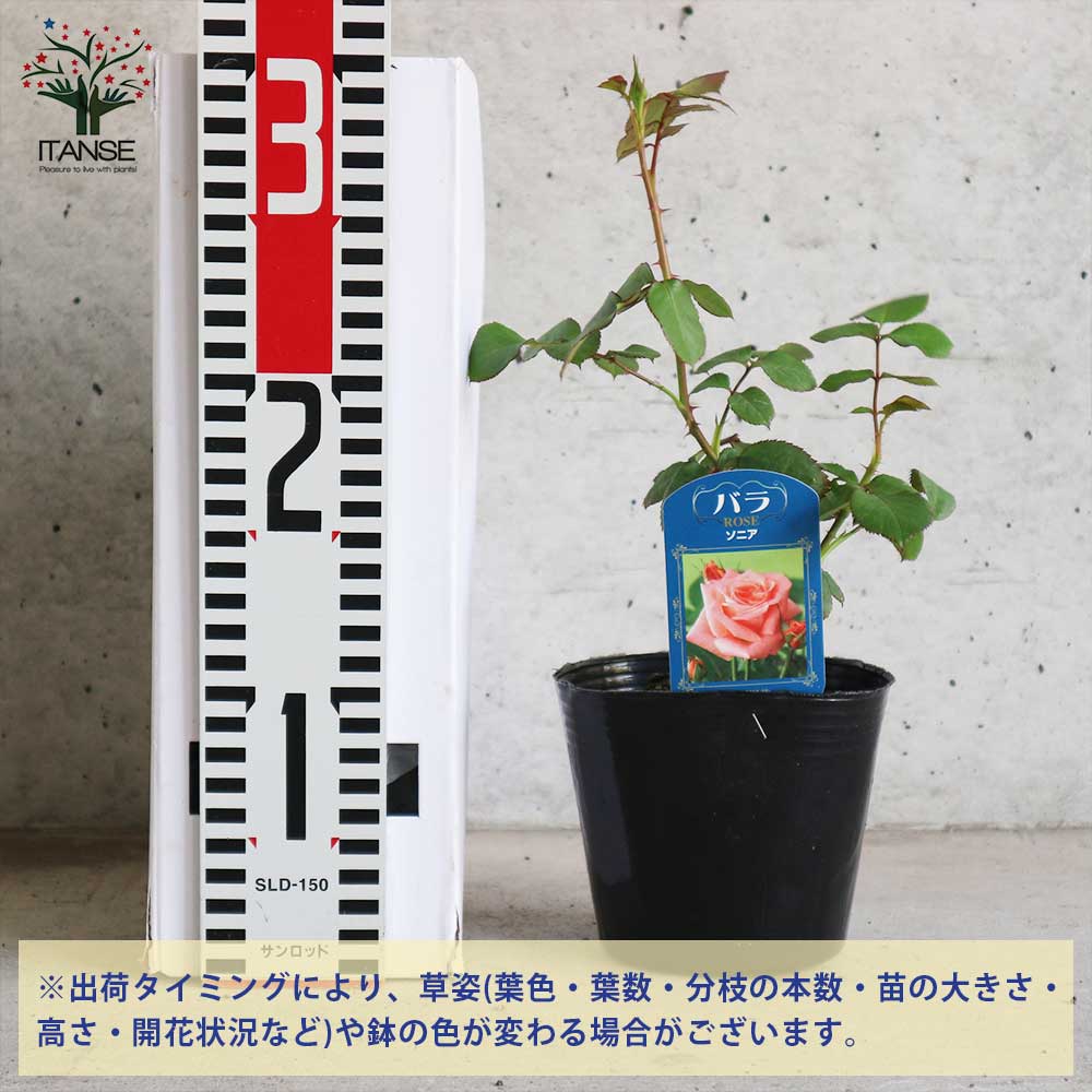 薔薇の苗 ソニア (四季咲きハイブリッドティーローズ)【花苗新苗4号