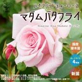 薔薇の苗 マダムバタフライ (四季咲きハイブリッドティーローズ)【花苗新苗4号ポット 国産接ぎ木苗／1個売り】|花苗