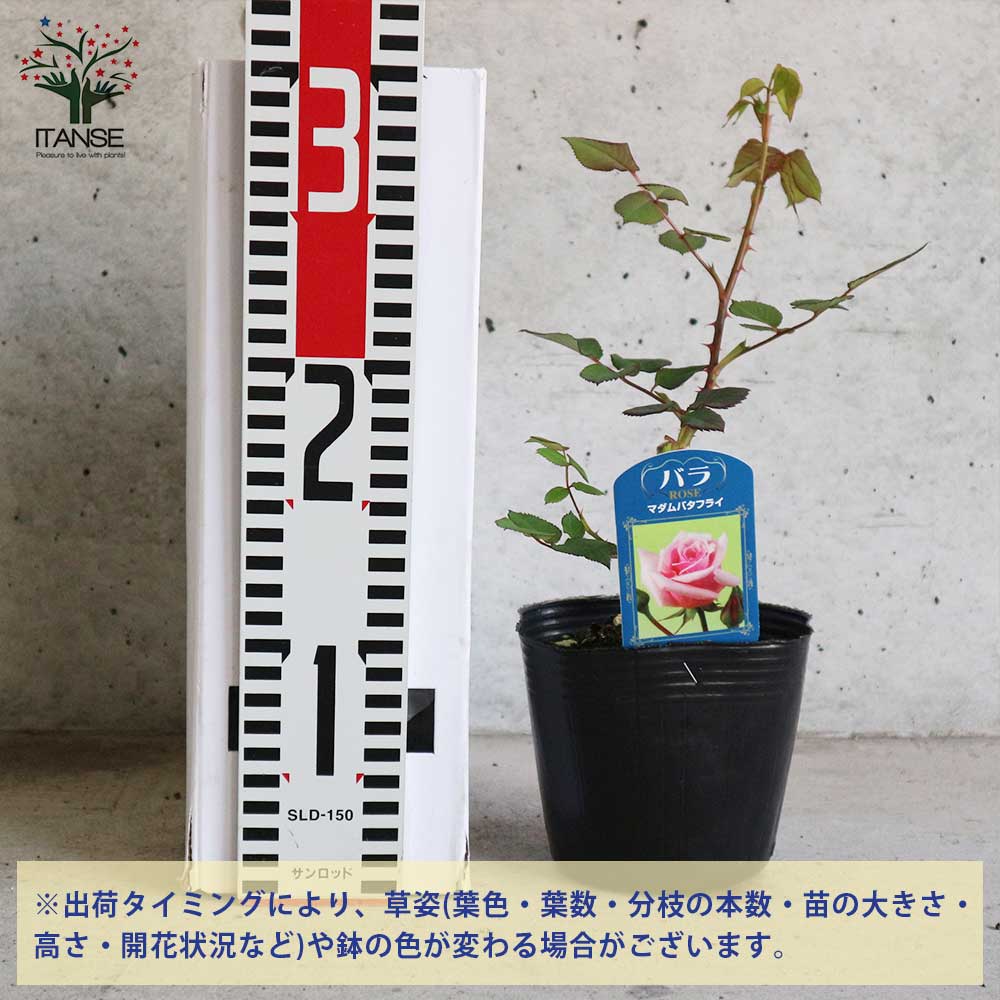 薔薇の苗 マダムバタフライ (四季咲きハイブリッドティーローズ)【花苗