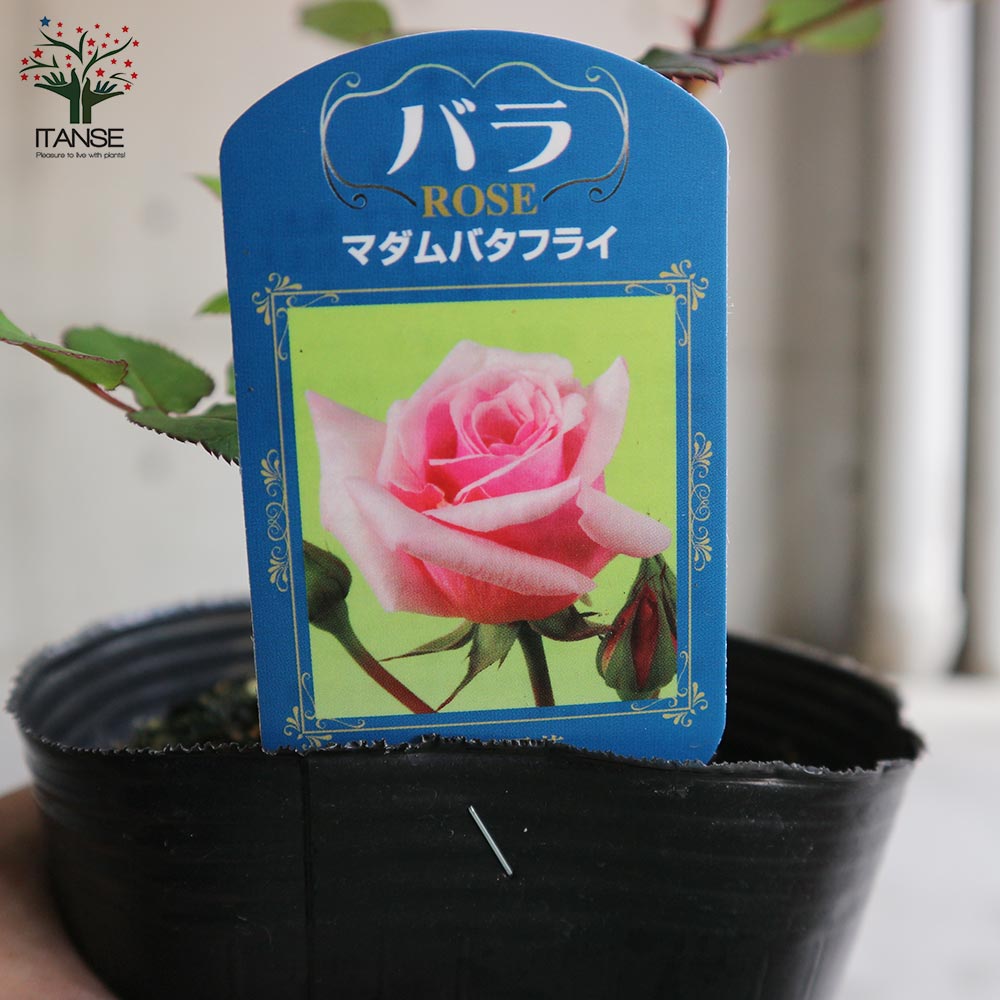 薔薇の苗 マダムバタフライ (四季咲きハイブリッドティーローズ)【花苗