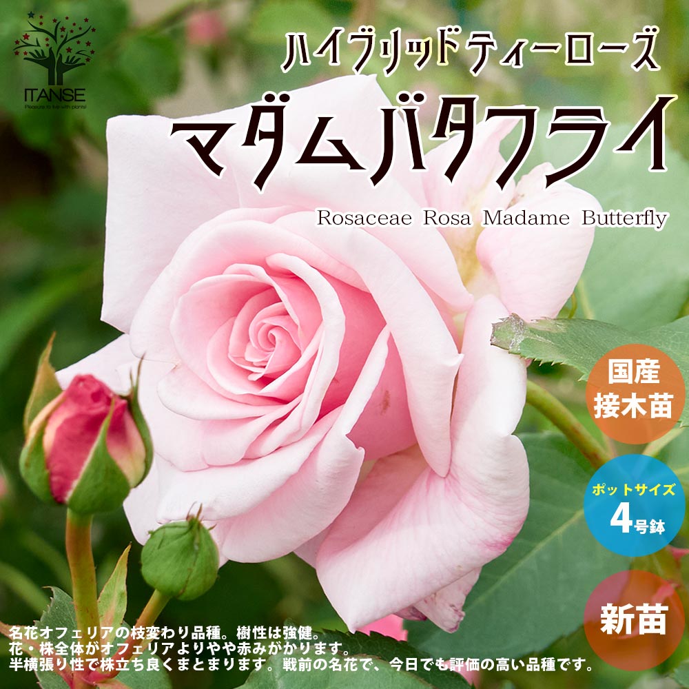 薔薇の苗 マダムバタフライ (四季咲きハイブリッドティーローズ)【花苗新苗4号ポット 国産接ぎ木苗／1個売り】