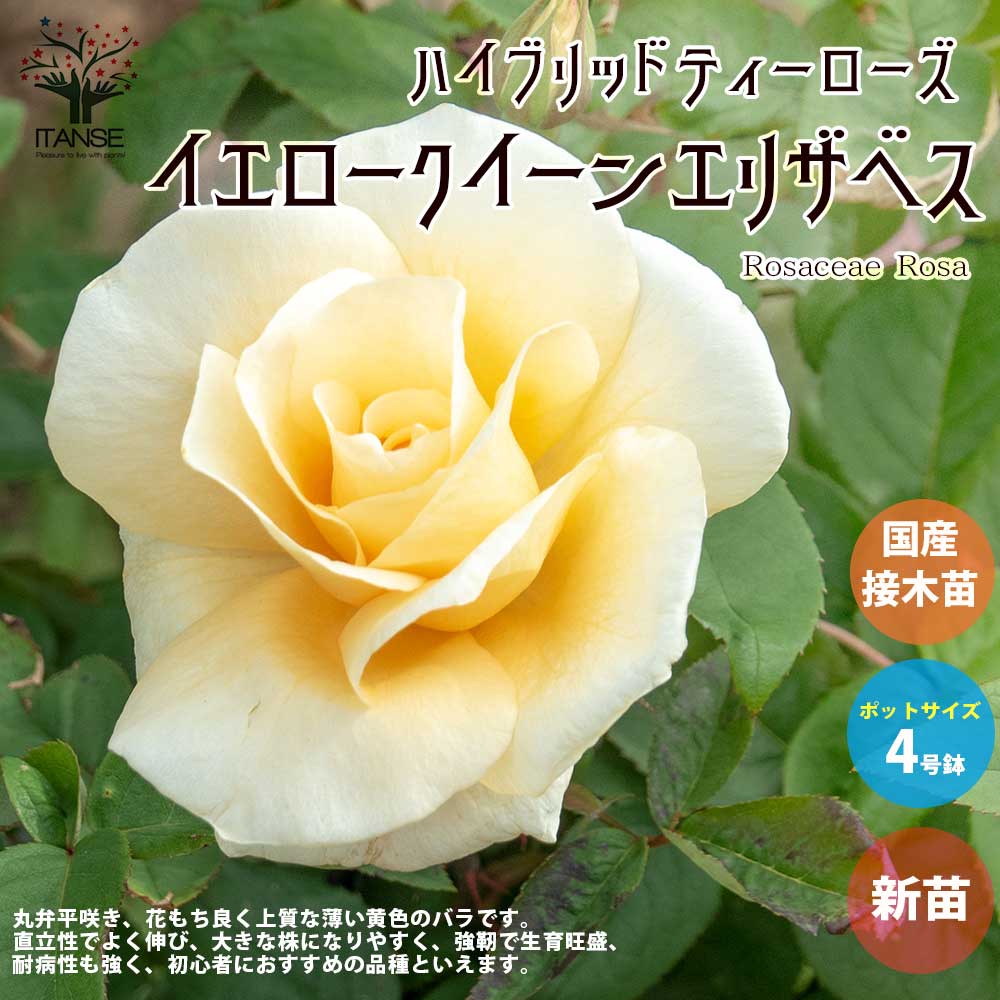 薔薇の苗 イエロークイーンエリザベス (四季咲きハイブリッドティーローズ)【花苗新苗4号ポット 国産接ぎ木苗／1個売り】