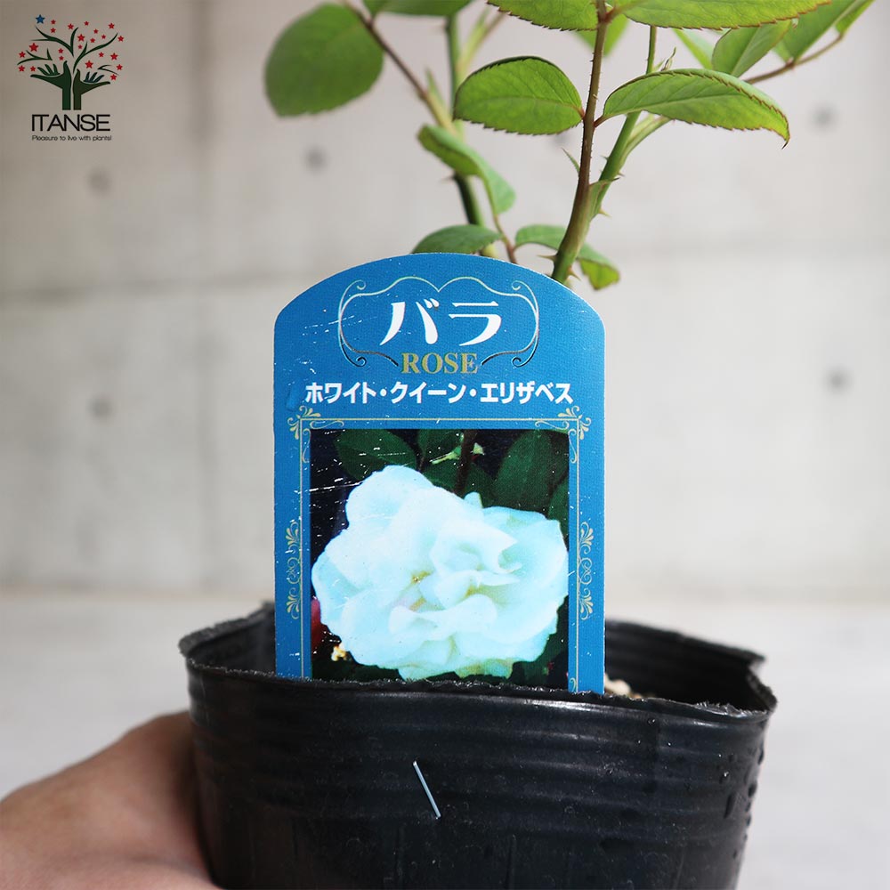 薔薇の苗 ホワイトクイーンエリザベス (四季咲きハイブリッドティー