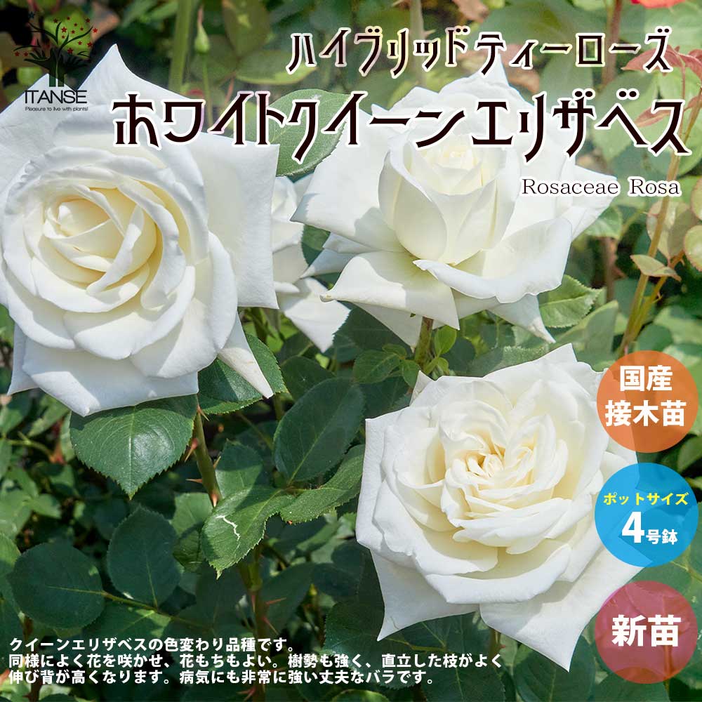 薔薇の苗 ホワイトクイーンエリザベス (四季咲きハイブリッドティーローズ)【花苗新苗4号ポット 国産接ぎ木苗／1個売り】