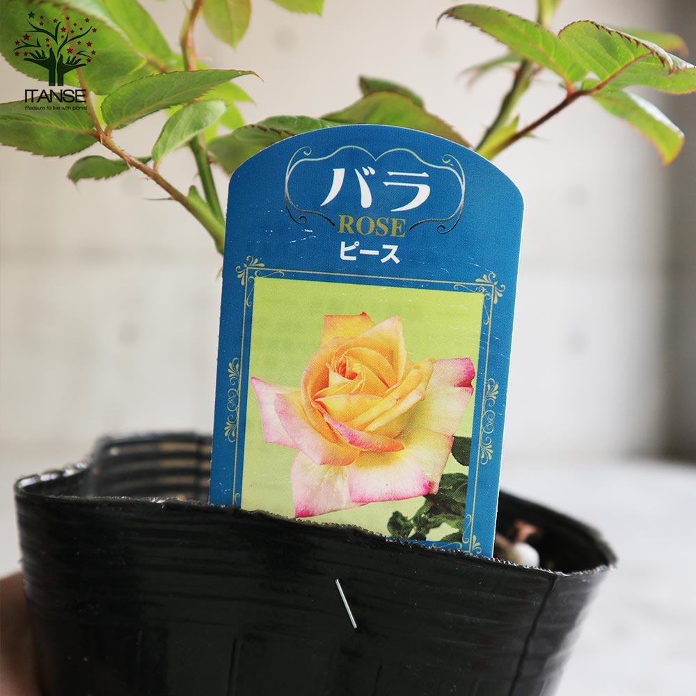 薔薇の苗 ピース (四季咲きハイブリッドティーローズ)【花苗新苗