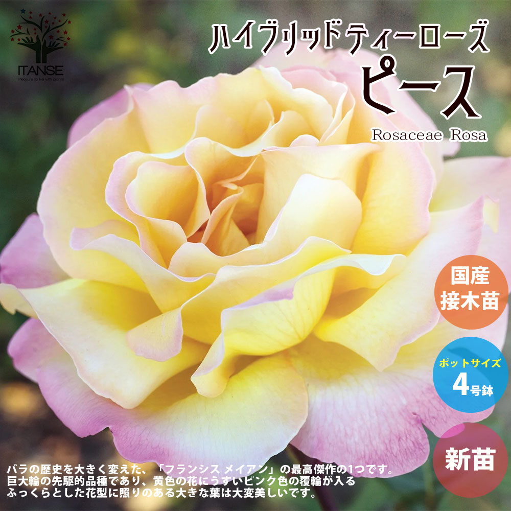 薔薇の苗 ピース (四季咲きハイブリッドティーローズ)【花苗新苗4号ポット 国産接ぎ木苗／1個売り】