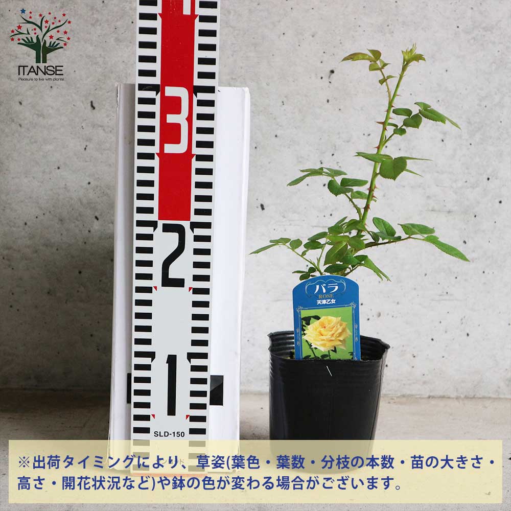 絶品　薔薇開花苗 Yahoo!オークション - 即決1098円N HT 四季咲大輪バラ苗