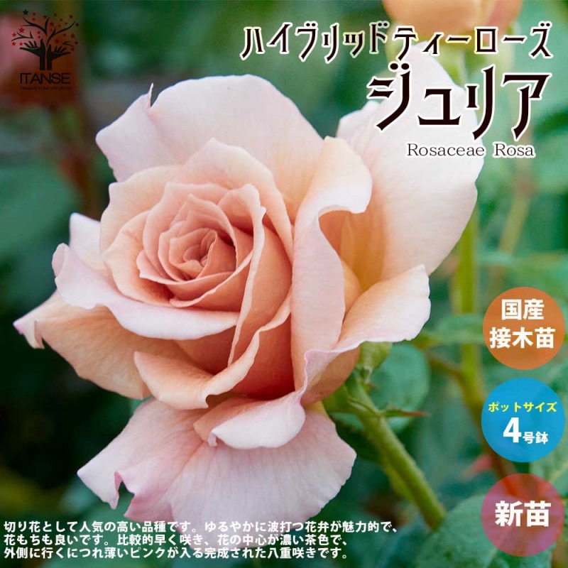 薔薇の苗 ピンク シフォン (四季咲きフロリバンダローズ)【花苗新苗4号