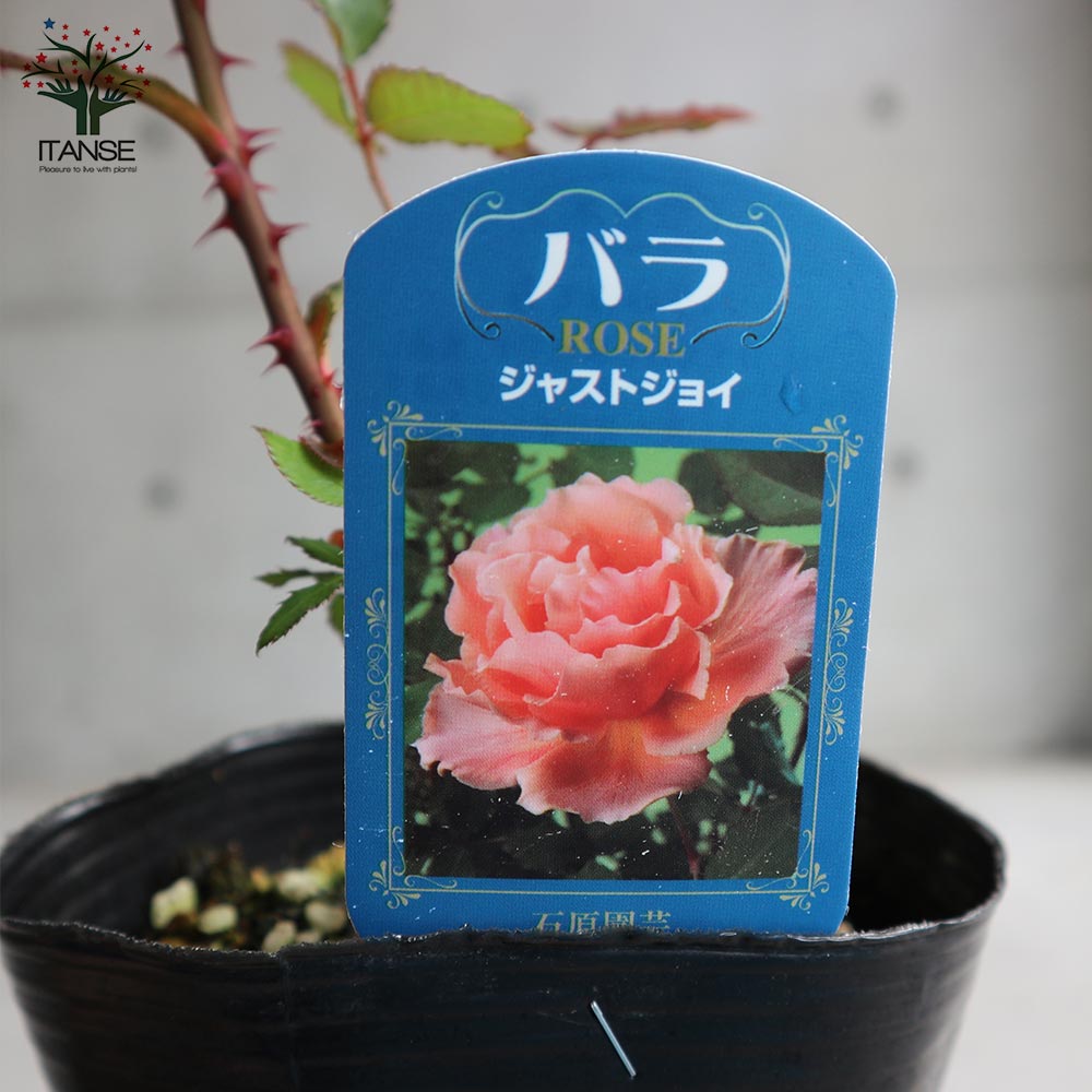 薔薇の苗 ジャストジョイ (四季咲きハイブリッドティーローズ)【花苗新