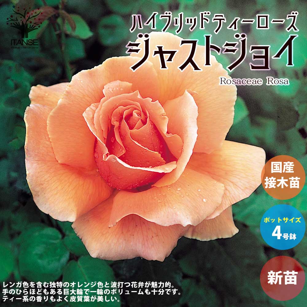 薔薇の苗 ジャストジョイ (四季咲きハイブリッドティーローズ)【花苗新苗4号ポット 国産接ぎ木苗／1個売り】