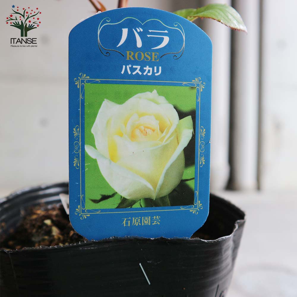 薔薇の苗 パスカリ (四季咲きハイブリッドティーローズ)【花苗新苗4号