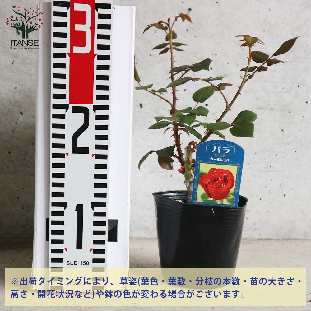 アレックス レッド ｜バラ苗の通販の篠宮バラ園