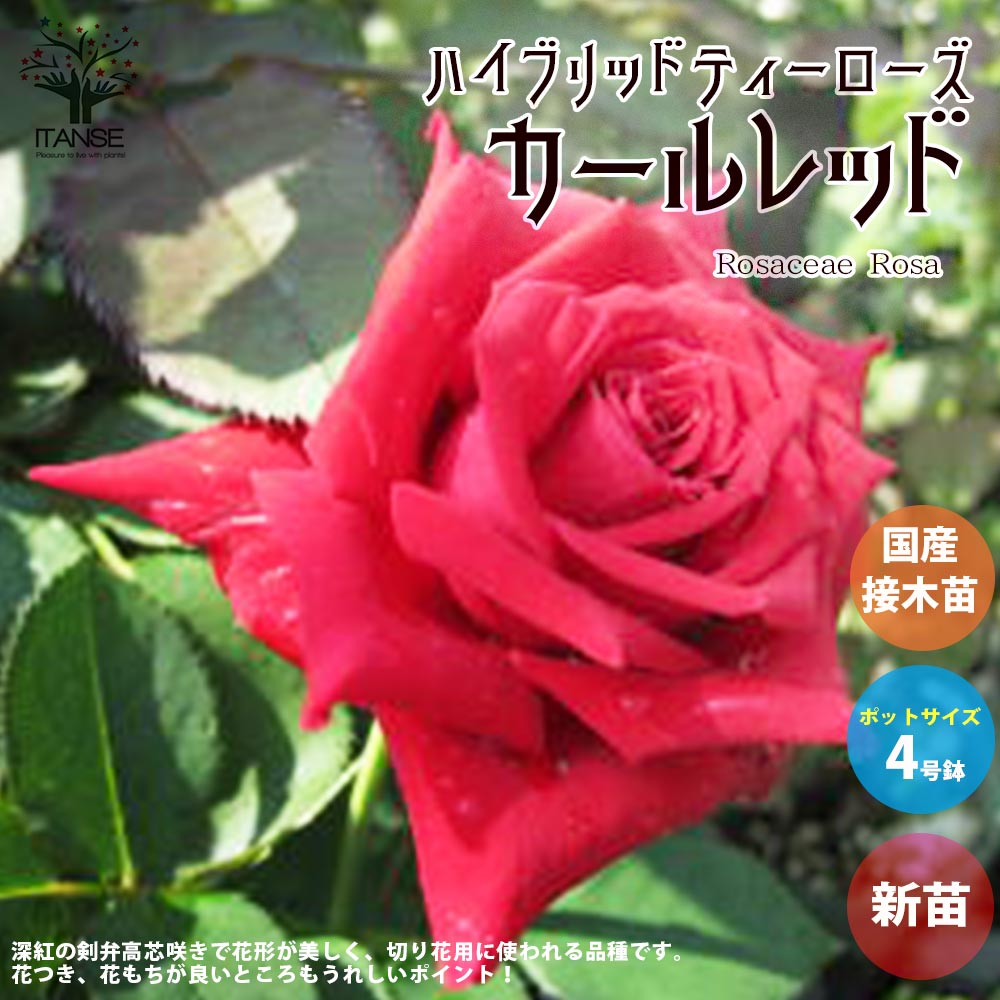 薔薇の苗 カールレッド (四季咲きハイブリッドティーローズ