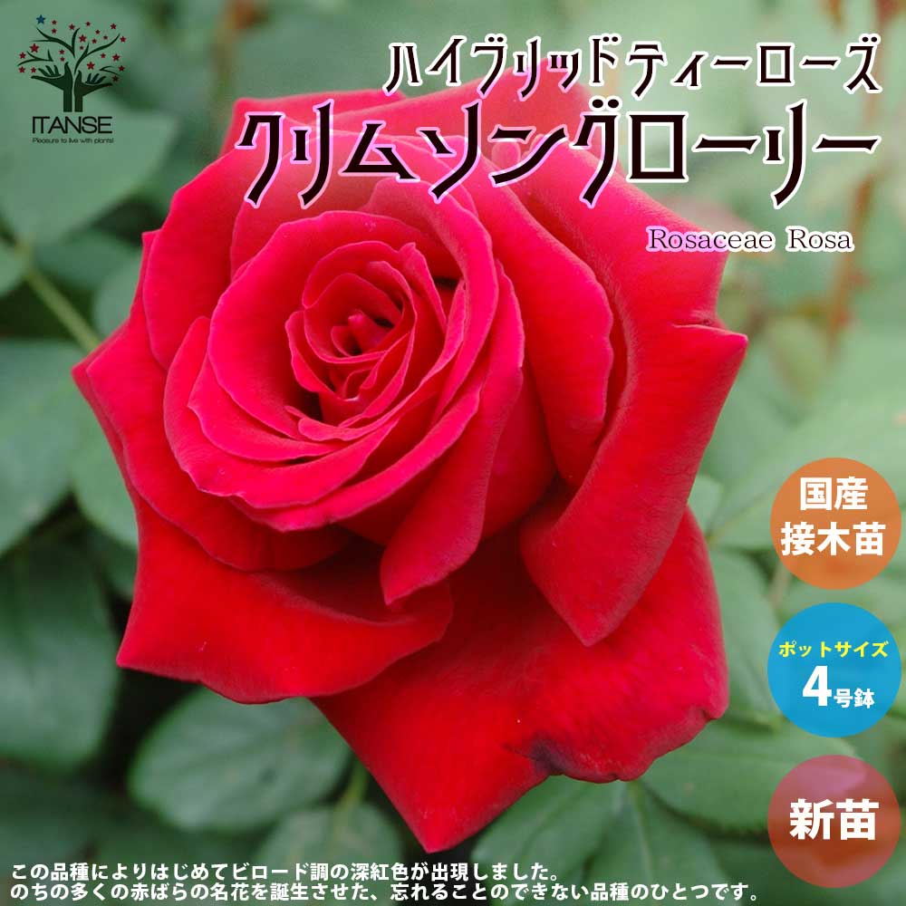 薔薇の苗 クリムソングローリー (四季咲きハイブリッドティーローズ)【花苗新苗4号ポット 国産接ぎ木苗／1個売り】
