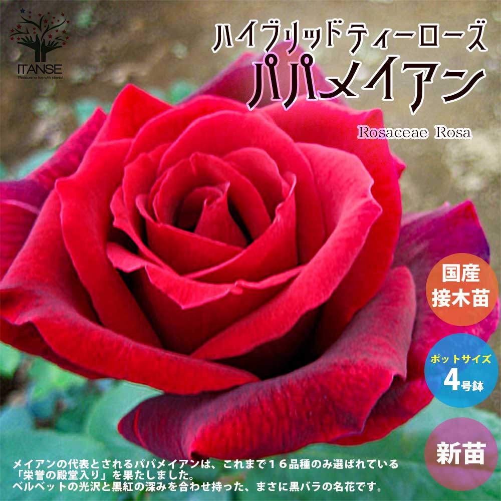 薔薇の苗 パパメイアン (四季咲きハイブリッドティーローズ)【花苗新苗4号ポット 国産接ぎ木苗／1個売り】