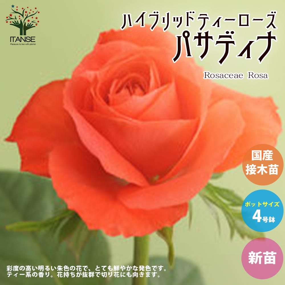 薔薇の苗 パサディナ (四季咲きハイブリッドティーローズ)【花苗新苗4号ポット 国産接ぎ木苗／1個売り】