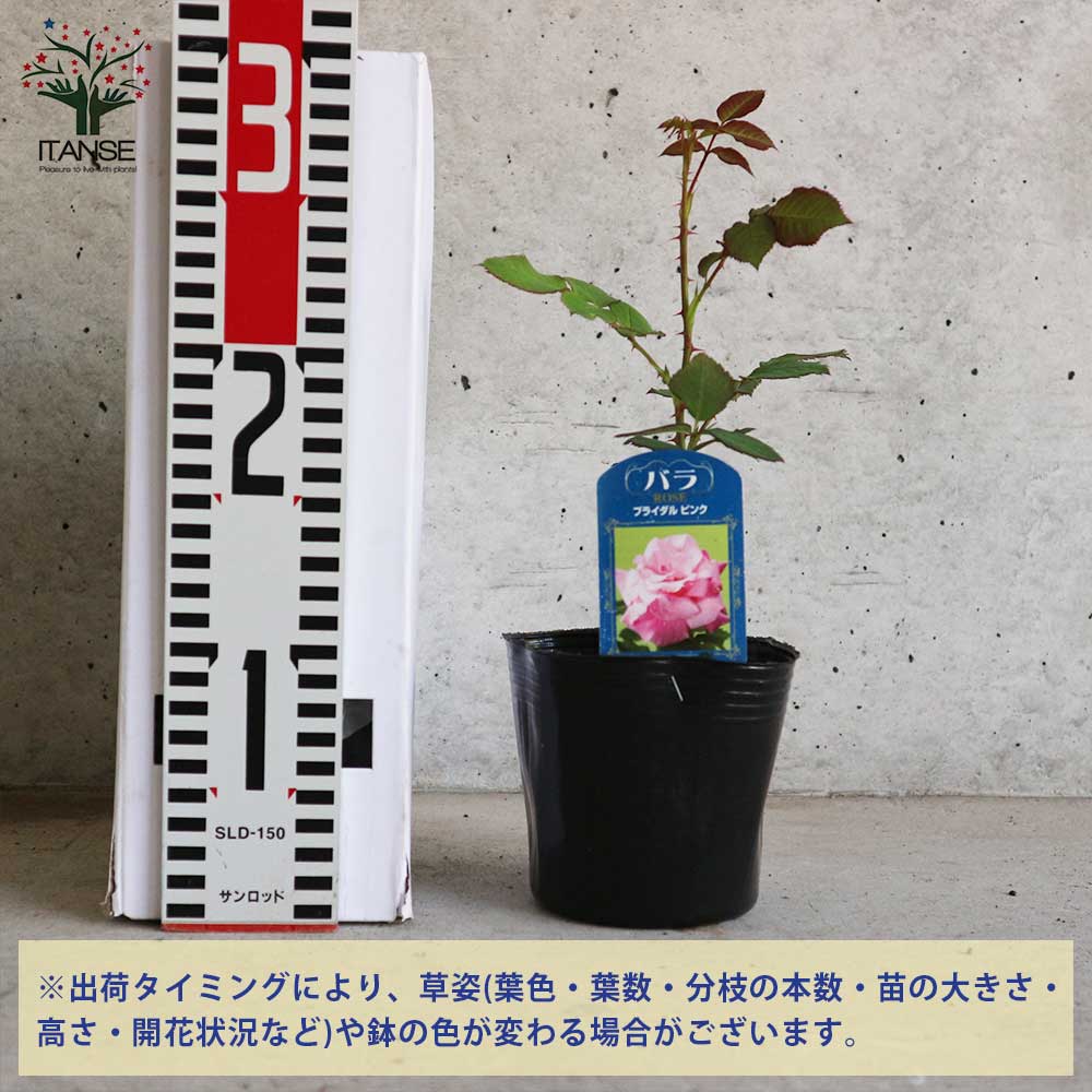 【はやpapa】ブルーベリー接木苗　4本セット はやpapa様専用】ブルーベリー接木苗 4本セット ブルーベリー【多品種