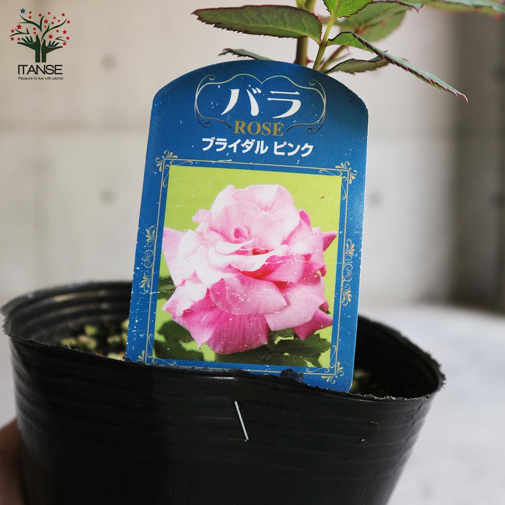 2025春の新苗♡K-18♡レア品種／バラ苗／芽接ぎ苗／4号