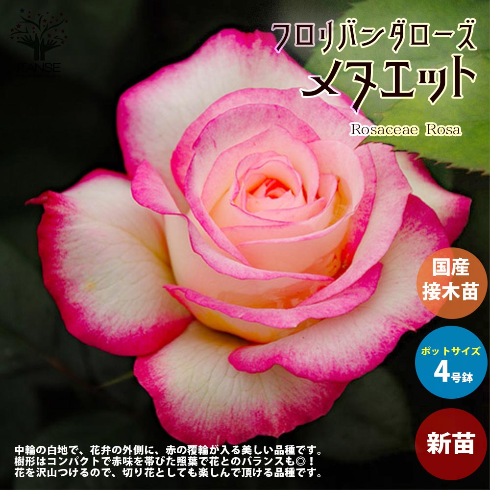 薔薇の苗 メヌエット (四季咲きフロリバンダローズ)【花苗新苗4号ポット 国産接ぎ木苗／1個売り】