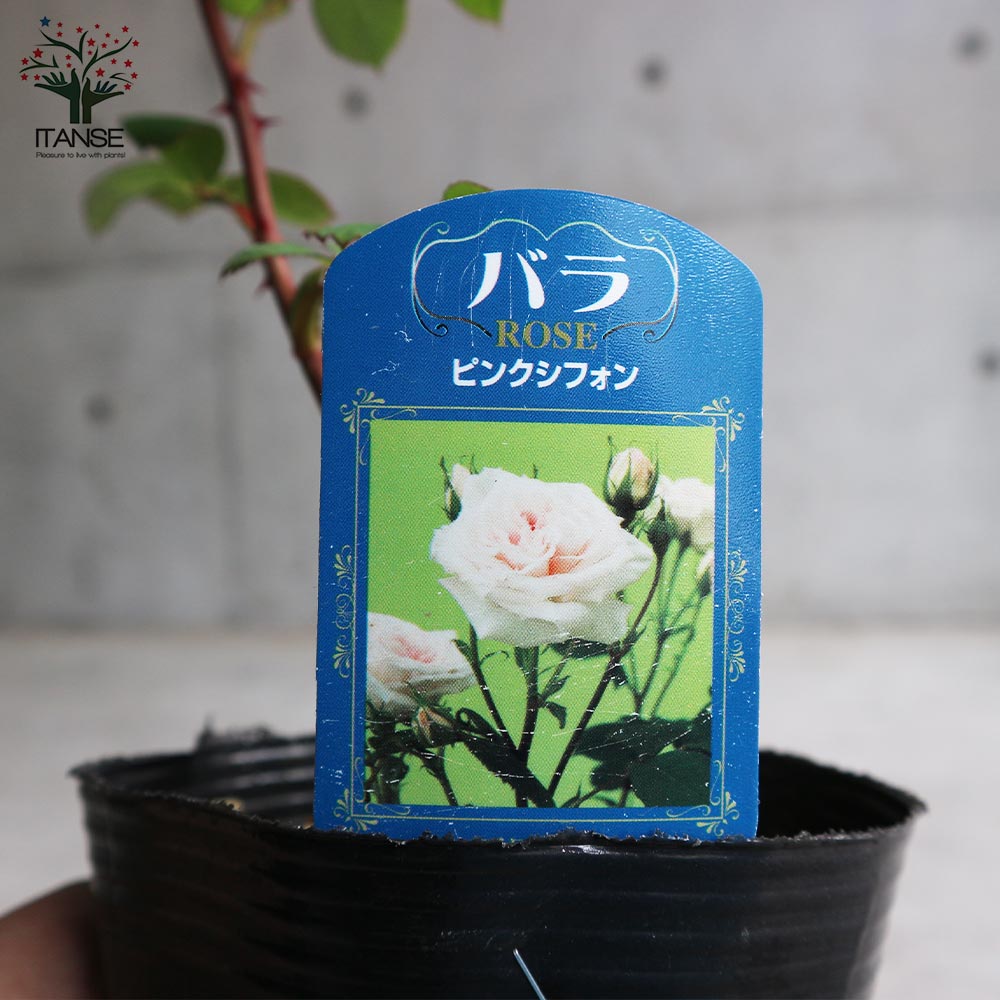 薔薇の苗 ピンク シフォン (四季咲きフロリバンダローズ)【花苗新苗4号