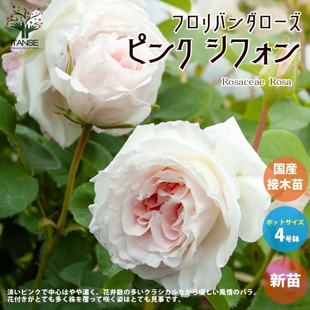 薔薇の苗 ピンク シフォン (四季咲きフロリバンダローズ)【花苗新苗4号