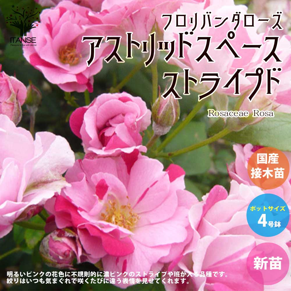 薔薇の苗 アストリッドスペースストライプド (四季咲きフロリバンダ
