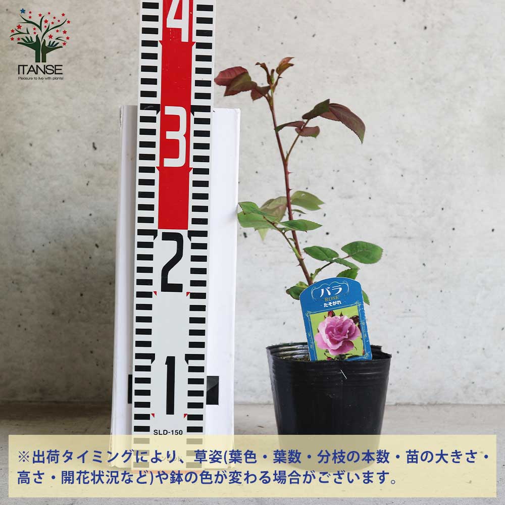 薔薇の苗 たそがれ (四季咲きフロリバンダローズ)【花苗新苗4号ポット