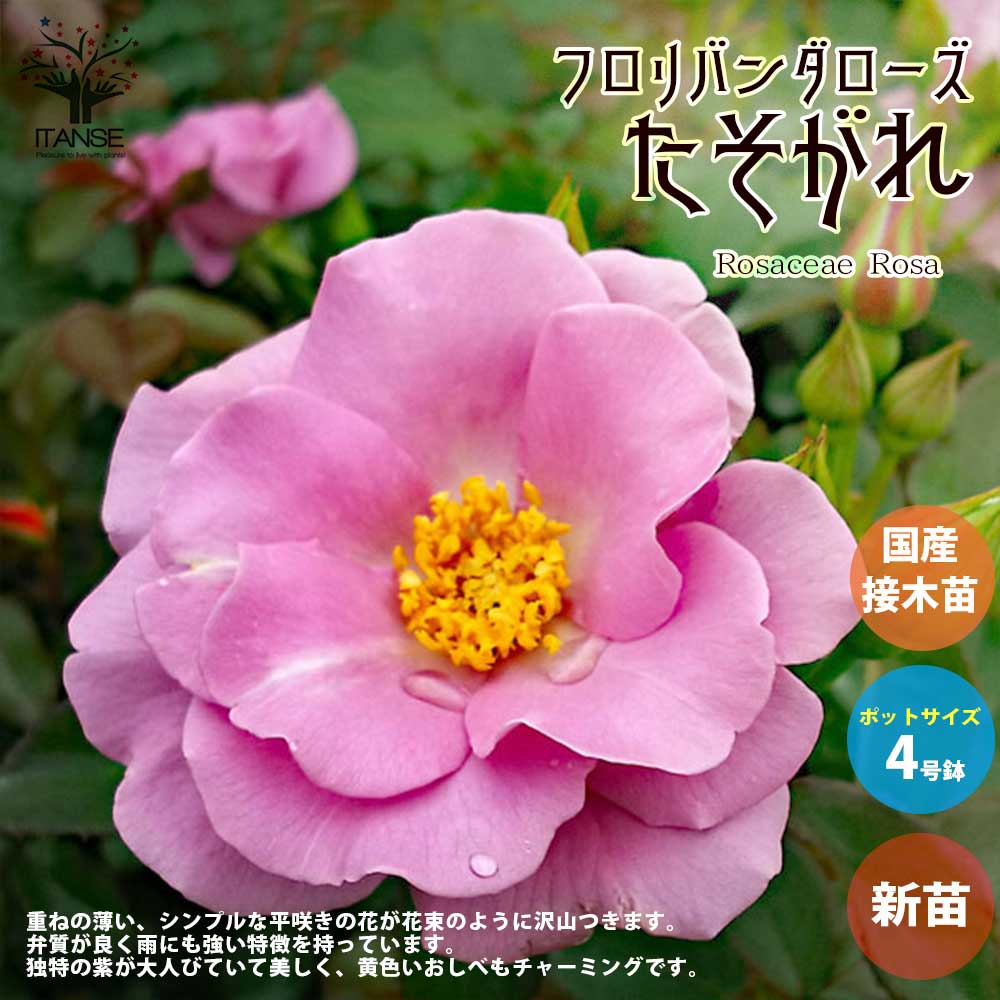 薔薇の苗 たそがれ (四季咲きフロリバンダローズ)【花苗新苗4号ポット