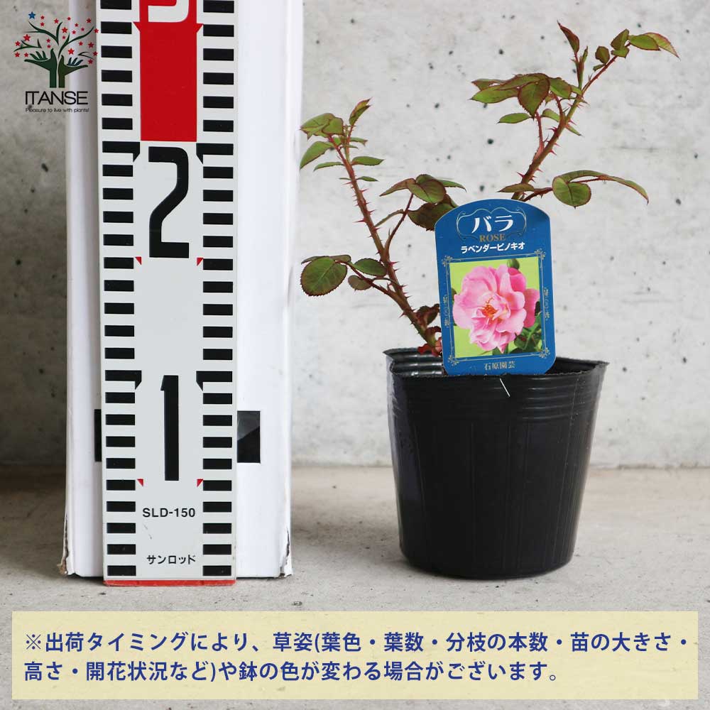 薔薇の苗 ラベンダーピノキオ (四季咲きフロリバンダローズ)【花苗新苗