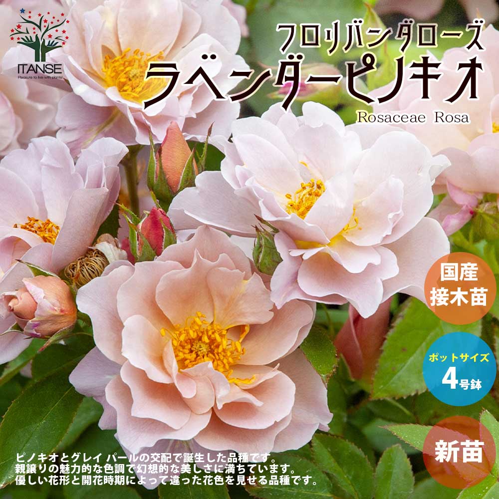 薔薇の苗 ラベンダーピノキオ (四季咲きフロリバンダローズ)【花苗新苗4号ポット 国産接ぎ木苗／1個売り】