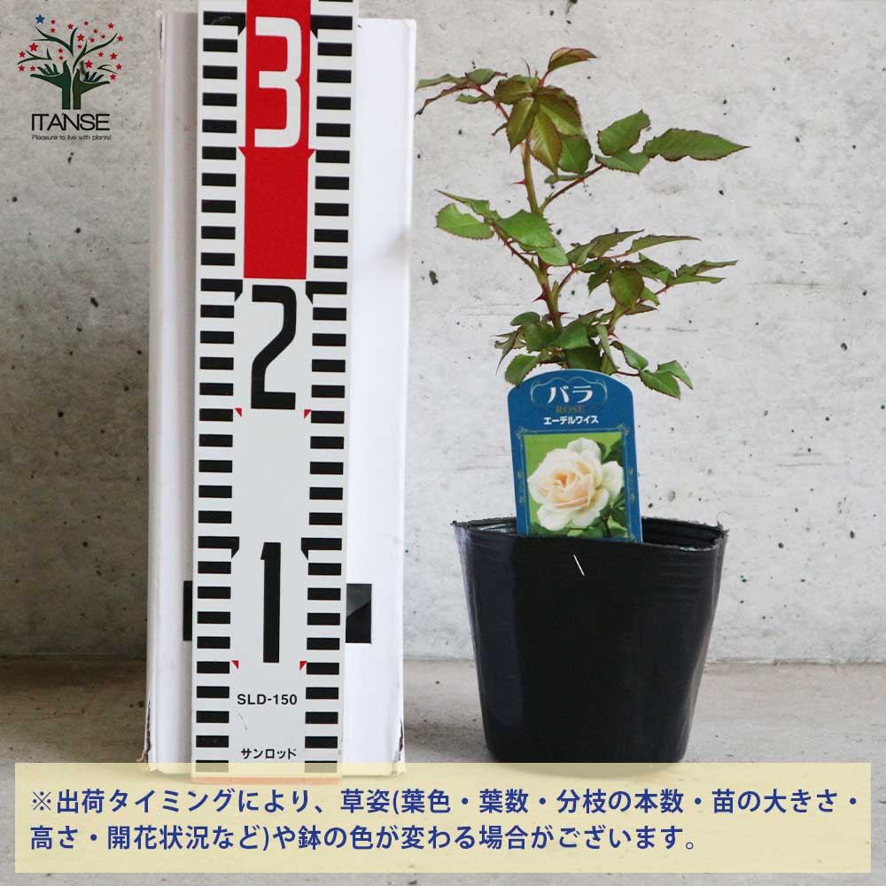 薔薇の苗 エーデルワイス (四季咲きフロリバンダローズ)【花苗新苗4号