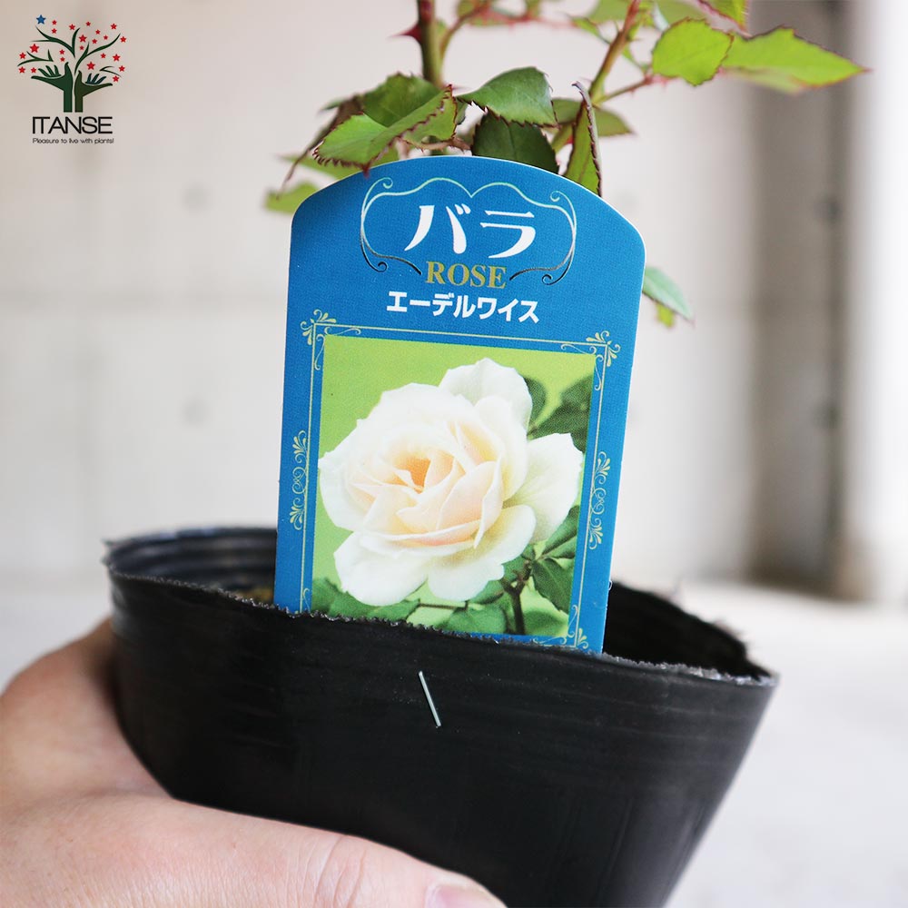 薔薇の苗 エーデルワイス (四季咲きフロリバンダローズ)【花苗新苗4号