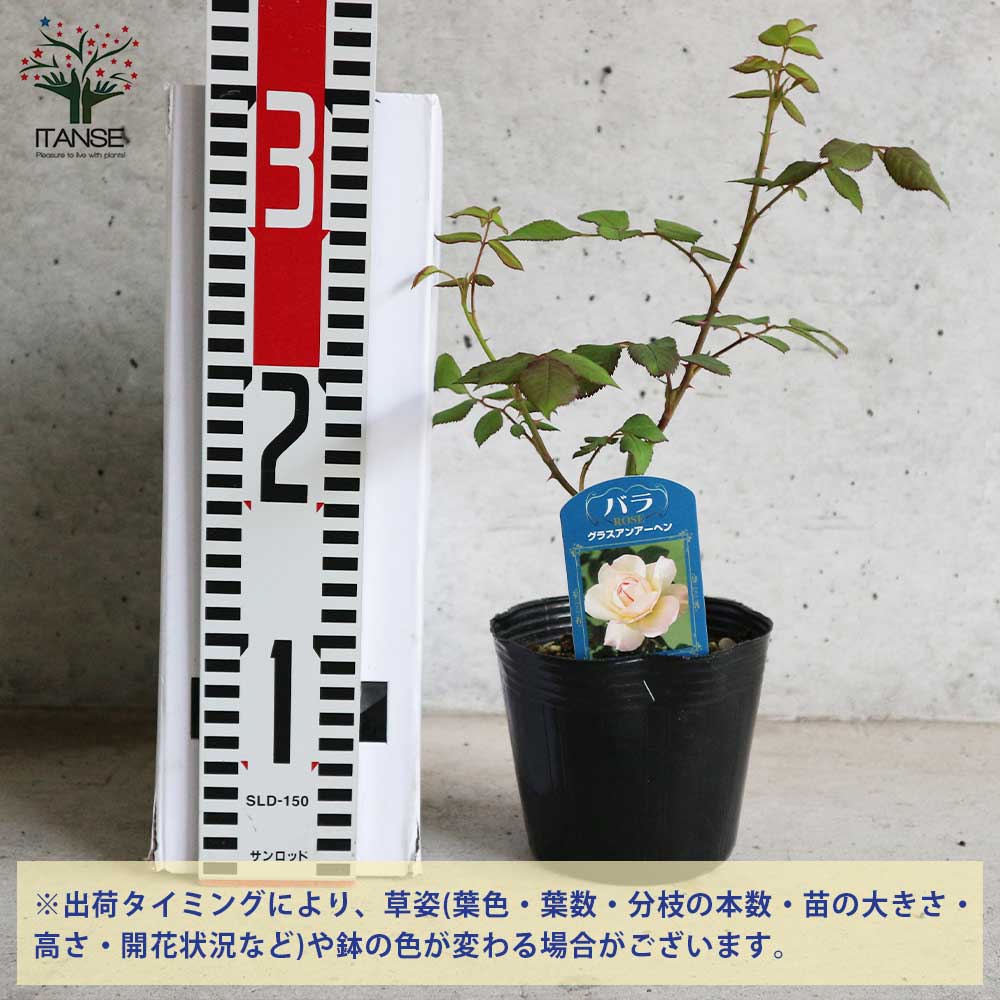 薔薇の苗 グルス アン アーヘン (四季咲きフロリバンダローズ)【花苗新
