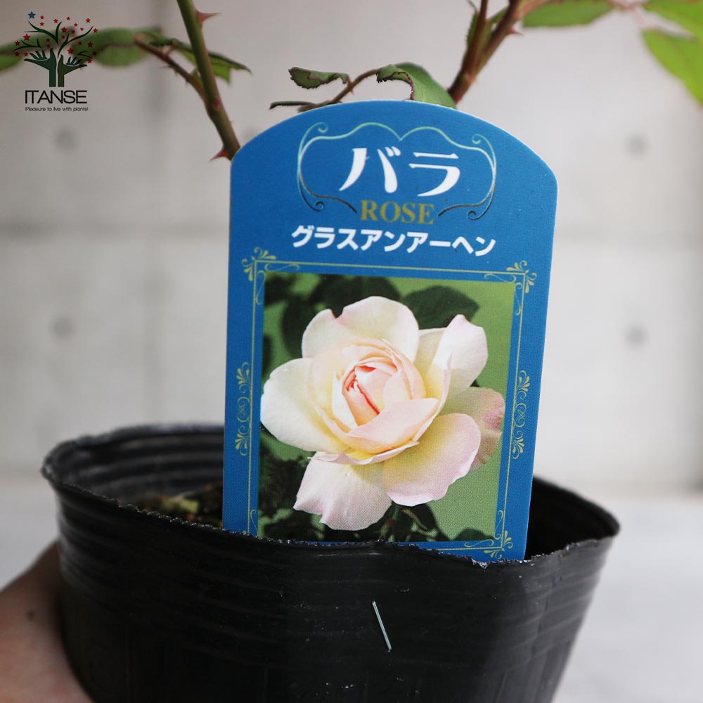 薔薇の苗 グルス アン アーヘン (四季咲きフロリバンダローズ)【花苗新