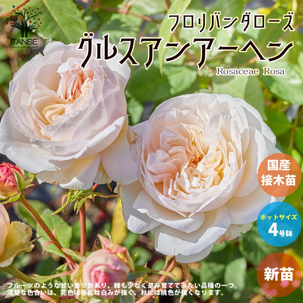 薔薇の苗 グルス アン アーヘン (四季咲きフロリバンダローズ)【花苗新苗4号ポット 国産接ぎ木苗／1個売り】