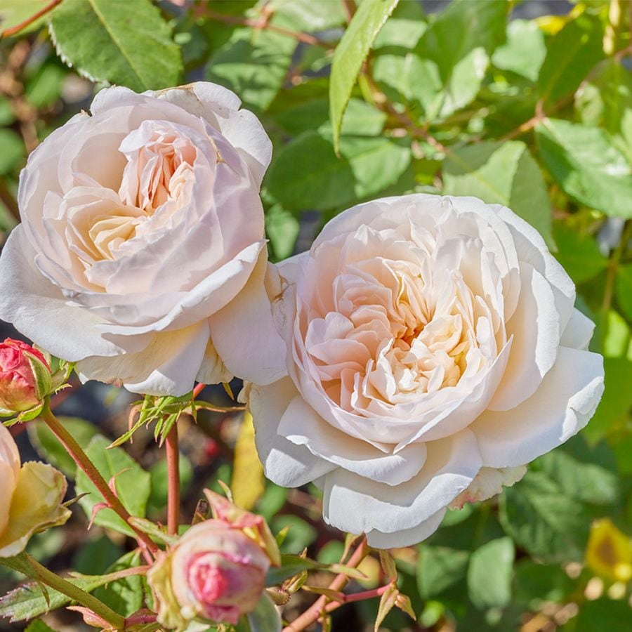 薔薇の苗 グラス アン アーヘン (四季咲きフロリバンダローズ)【花苗新苗4号ポット 国産接ぎ木苗／1個売り】